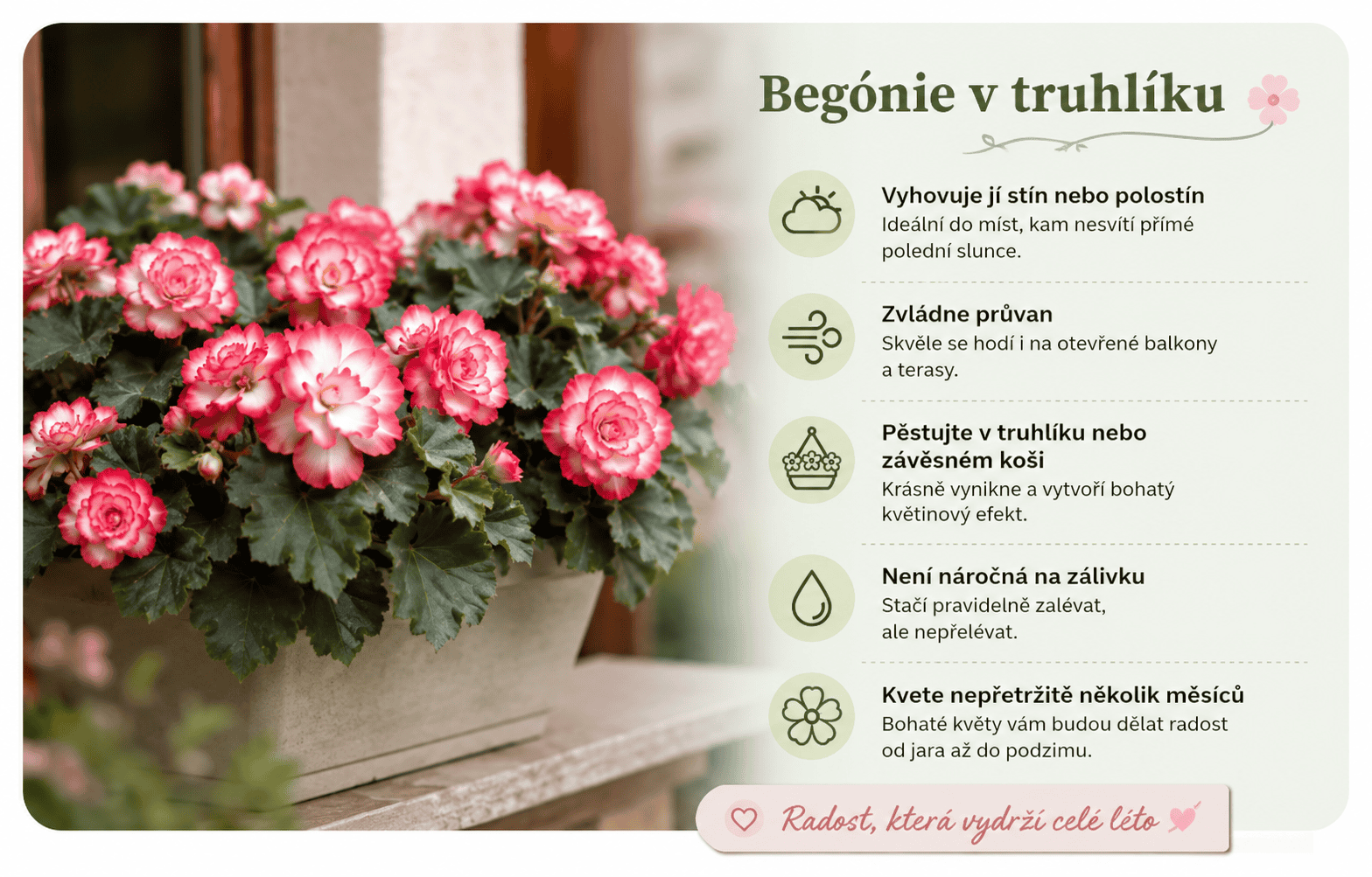 Begonie v truhlíku - růžovobílá